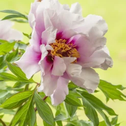 Paeonia 'Cora Louise' -Cheap Ethereal Yard Store peony coral louise 5