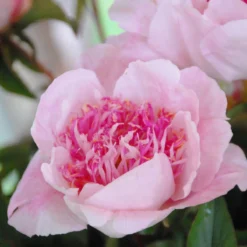 Paeonia 'Do Tell' -Cheap Ethereal Yard Store peony do tell 2 scaled