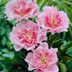 Paeonia 'Do Tell' -Cheap Ethereal Yard Store peony do tell 4