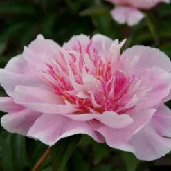 Paeonia 'Do Tell' -Cheap Ethereal Yard Store peony do tell 5