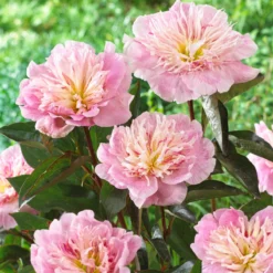 Paeonia 'Do Tell' -Cheap Ethereal Yard Store peony do tell 6