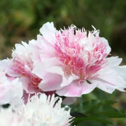 Paeonia 'Do Tell' -Cheap Ethereal Yard Store peony do tell 7 scaled