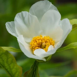 Paeonia Emodi -Cheap Ethereal Yard Store peony emodi 1 scaled