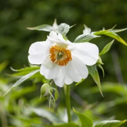 Paeonia Emodi -Cheap Ethereal Yard Store peony emodi 2