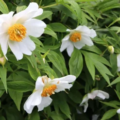 Paeonia Emodi -Cheap Ethereal Yard Store peony emodi 3 scaled