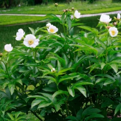 Paeonia Emodi -Cheap Ethereal Yard Store peony emodi 4 scaled