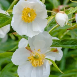 Paeonia Emodi -Cheap Ethereal Yard Store peony emodi 5 scaled