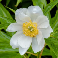 Paeonia Emodi -Cheap Ethereal Yard Store peony emodi 6 scaled