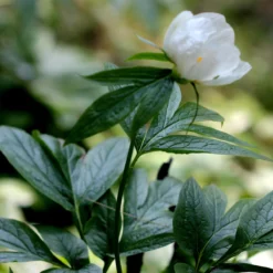 Paeonia Emodi -Cheap Ethereal Yard Store peony emodi 7 scaled