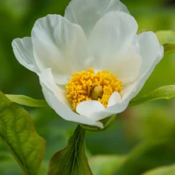Paeonia Emodi -Cheap Ethereal Yard Store peony emodi 8 scaled
