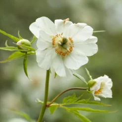 Paeonia Emodi -Cheap Ethereal Yard Store peony emodi 9 scaled