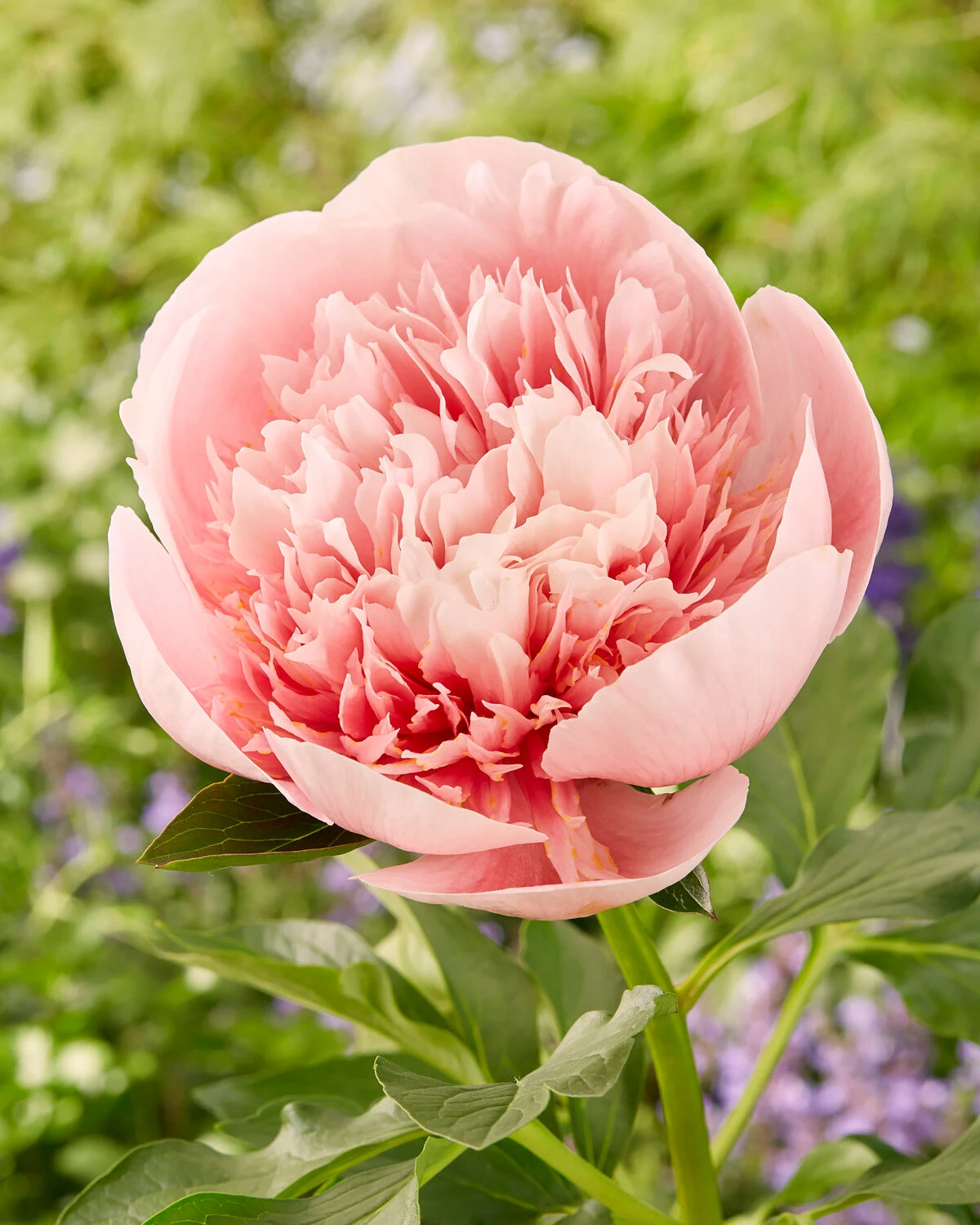 Paeonia 'Etched Salmon' 1 Paeonia 'Etched Salmon'