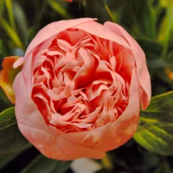 Paeonia 'Etched Salmon' 16 Paeonia 'Etched Salmon' -Cheap Ethereal Yard Store peony etched salmon 2