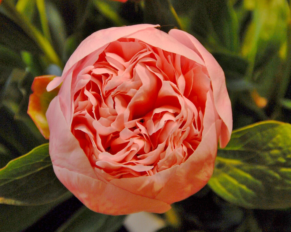 Paeonia 'Etched Salmon' 8 Paeonia 'Etched Salmon' - Image 8
