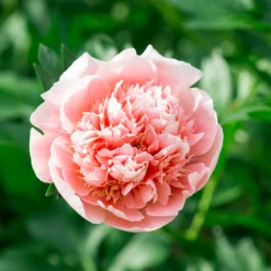 Paeonia 'Etched Salmon' 13 Paeonia 'Etched Salmon' -Cheap Ethereal Yard Store peony etched salmon 3