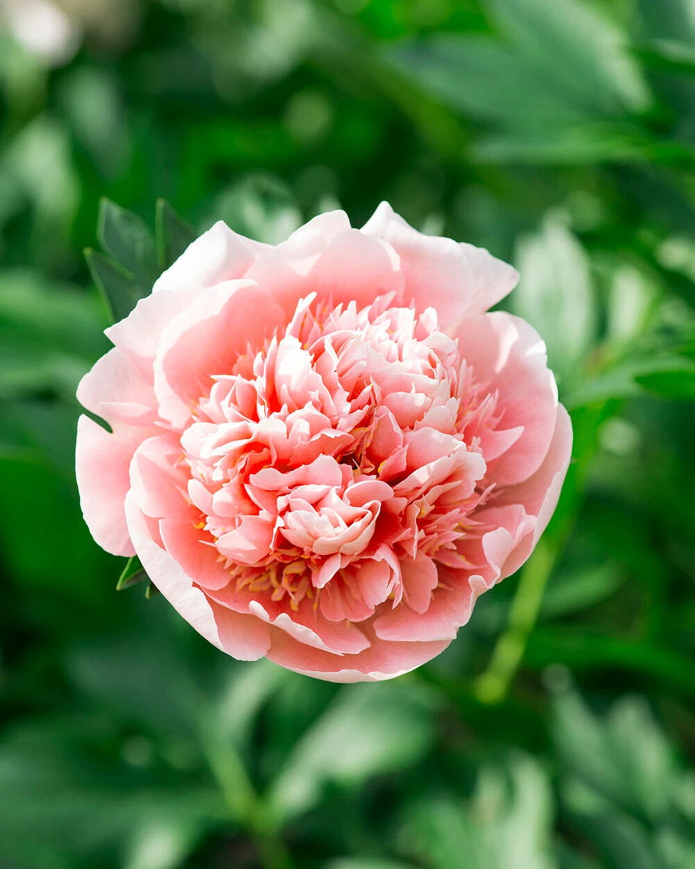 Paeonia 'Etched Salmon' 5 Paeonia 'Etched Salmon' - Image 5