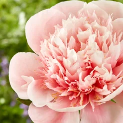 Paeonia 'Etched Salmon' 12 Paeonia 'Etched Salmon' -Cheap Ethereal Yard Store peony etched salmon 4