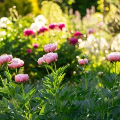 Paeonia 'Etched Salmon' 14 Paeonia 'Etched Salmon' -Cheap Ethereal Yard Store peony etched salmon 6 scaled