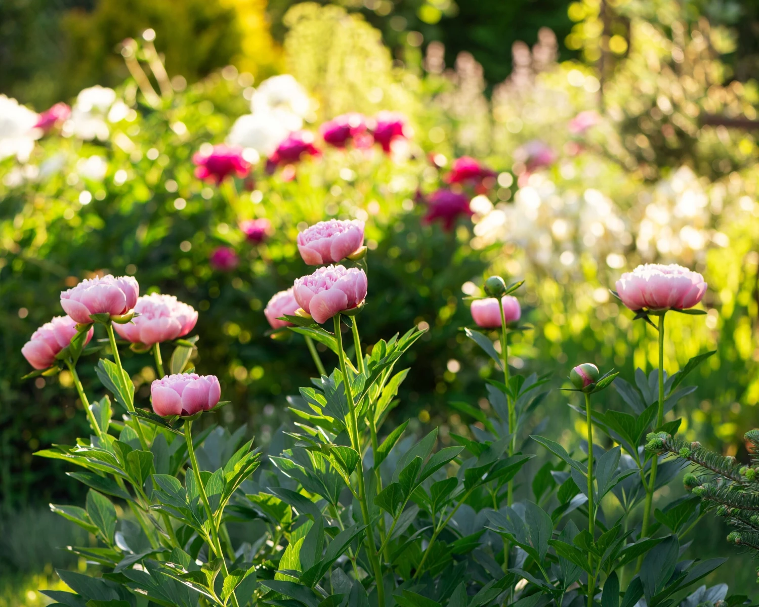 Paeonia 'Etched Salmon' 6 Paeonia 'Etched Salmon' - Image 6