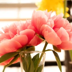 Paeonia 'Etched Salmon' 15 Paeonia 'Etched Salmon' -Cheap Ethereal Yard Store peony etched salmon 7 scaled