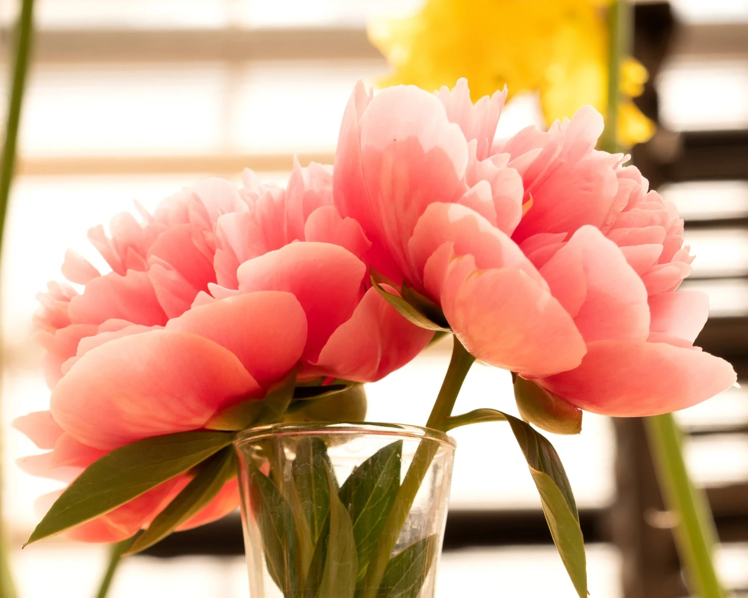 Paeonia 'Etched Salmon' 7 Paeonia 'Etched Salmon' - Image 7