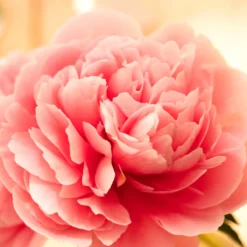 Paeonia 'Etched Salmon' 10 Paeonia 'Etched Salmon' -Cheap Ethereal Yard Store peony etched salmon 9 scaled