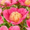 Paeonia 'Flame'