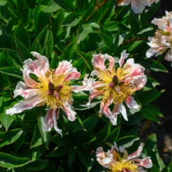 Paeonia 'Green Lotus' -Cheap Ethereal Yard Store peony green lotus 1 scaled