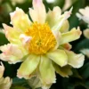 Paeonia 'Green Lotus'