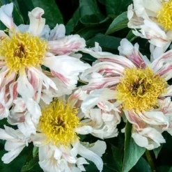 Paeonia 'Green Lotus' -Cheap Ethereal Yard Store peony green lotus 4 scaled