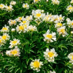 Paeonia 'Green Lotus' -Cheap Ethereal Yard Store peony green lotus 5 scaled