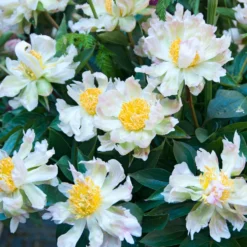 Paeonia 'Green Lotus' -Cheap Ethereal Yard Store peony green lotus 6