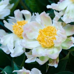 Paeonia 'Green Lotus' -Cheap Ethereal Yard Store peony green lotus 7