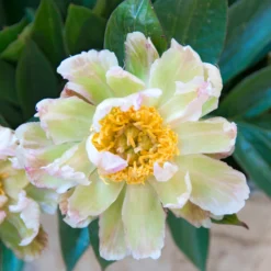 Paeonia 'Green Lotus' -Cheap Ethereal Yard Store peony green lotus 8