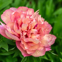 New Products -Cheap Ethereal Yard Store peony hillary 1 scaled