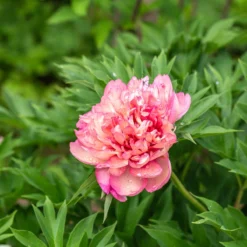 Paeonia 'Hillary' -Cheap Ethereal Yard Store peony hillary 2 scaled