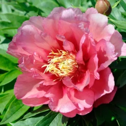 Paeonia 'Hillary' -Cheap Ethereal Yard Store peony hillary 4
