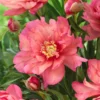 Paeonia 'Hillary'