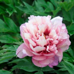 Paeonia 'Hillary' -Cheap Ethereal Yard Store peony hillary 6