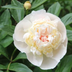 New Products -Cheap Ethereal Yard Store peony immaculee 2 scaled