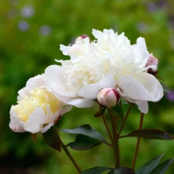 Paeonia 'Immaculée' -Cheap Ethereal Yard Store peony immaculee 3 scaled