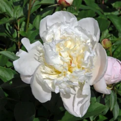 Paeonia 'Immaculée' -Cheap Ethereal Yard Store peony immaculee 4