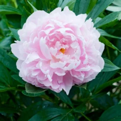 Paeonia 'Immaculée' -Cheap Ethereal Yard Store peony immaculee 5
