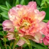 Paeonia 'Julia Rose'