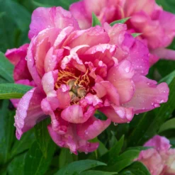 Paeonia 'Julia Rose' -Cheap Ethereal Yard Store peony julia rose 1