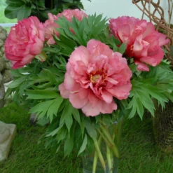 Paeonia 'Julia Rose' -Cheap Ethereal Yard Store peony julia rose 2