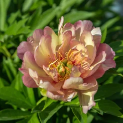 Paeonia 'Julia Rose' -Cheap Ethereal Yard Store peony julia rose 4 scaled