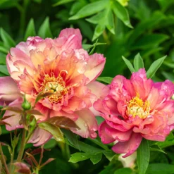 Paeonia 'Julia Rose' -Cheap Ethereal Yard Store peony julia rose 5 scaled