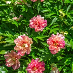 Paeonia 'Julia Rose' -Cheap Ethereal Yard Store peony julia rose 6 scaled