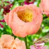Paeonia 'King's Day'